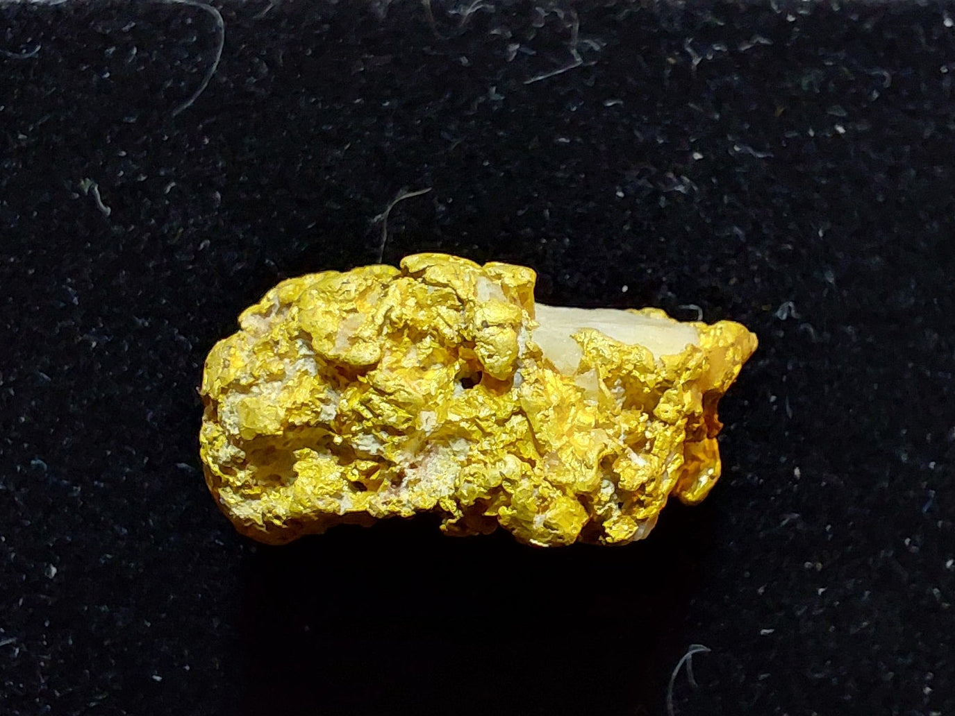 HUGE 9.6 gram Gold on Quartz Specimen!