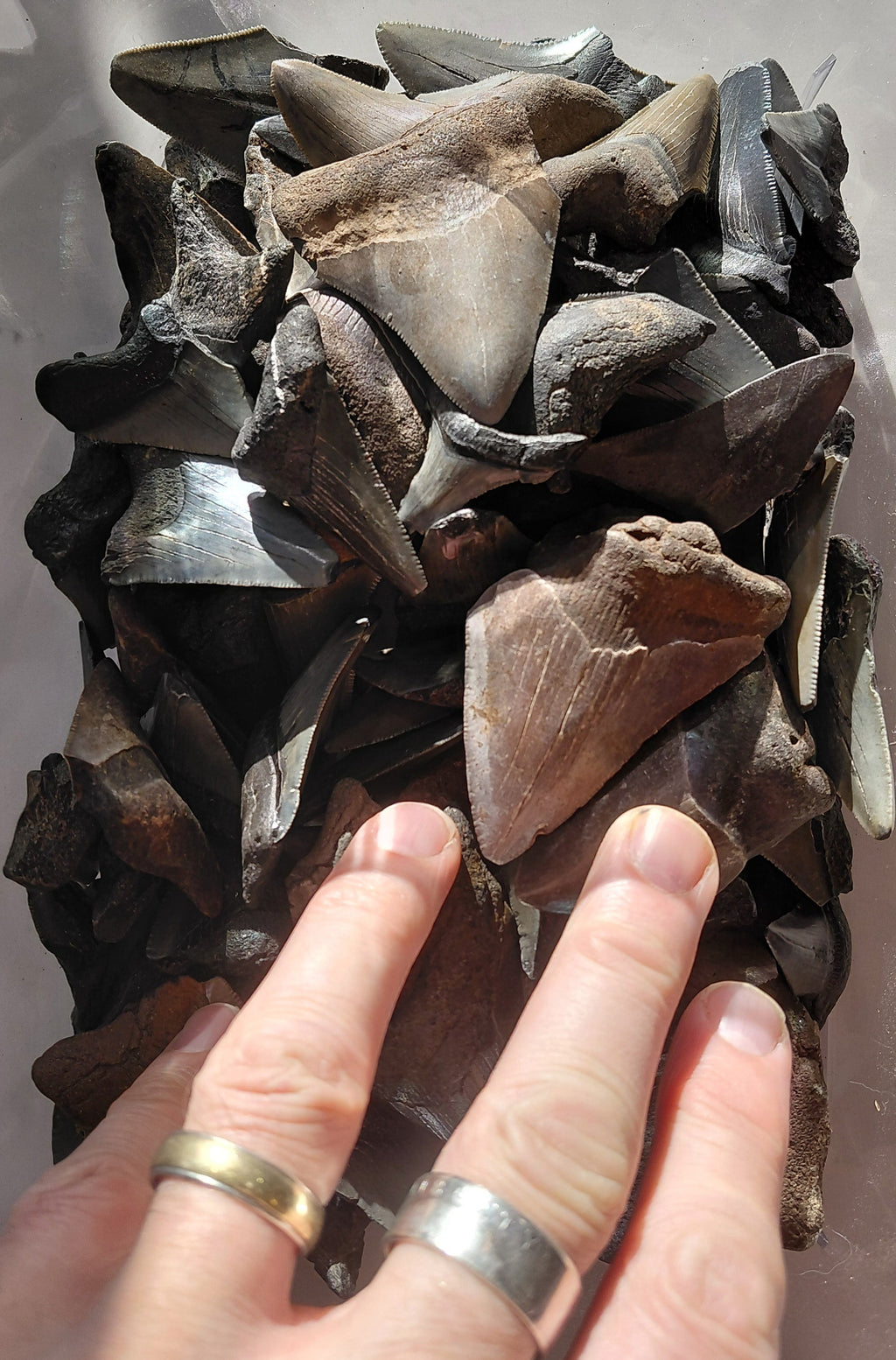 MEGALOGOLD: Guaranteed Gold and a Megalodon Tooth!