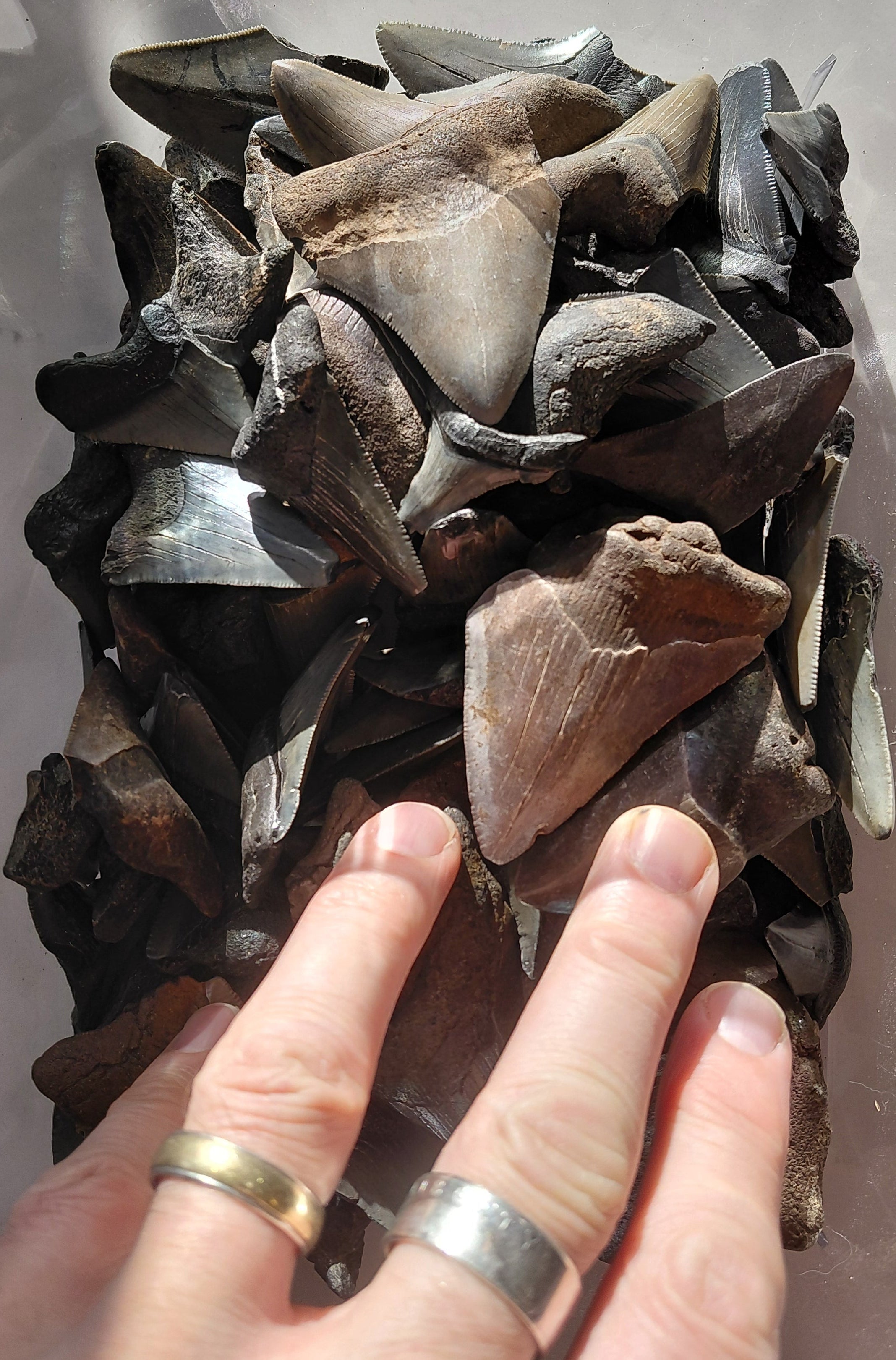 MEGALOGOLD: Guaranteed Gold and a Megalodon Tooth!