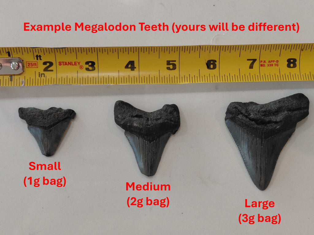 MEGALOGOLD: Guaranteed Gold and a Megalodon Tooth!