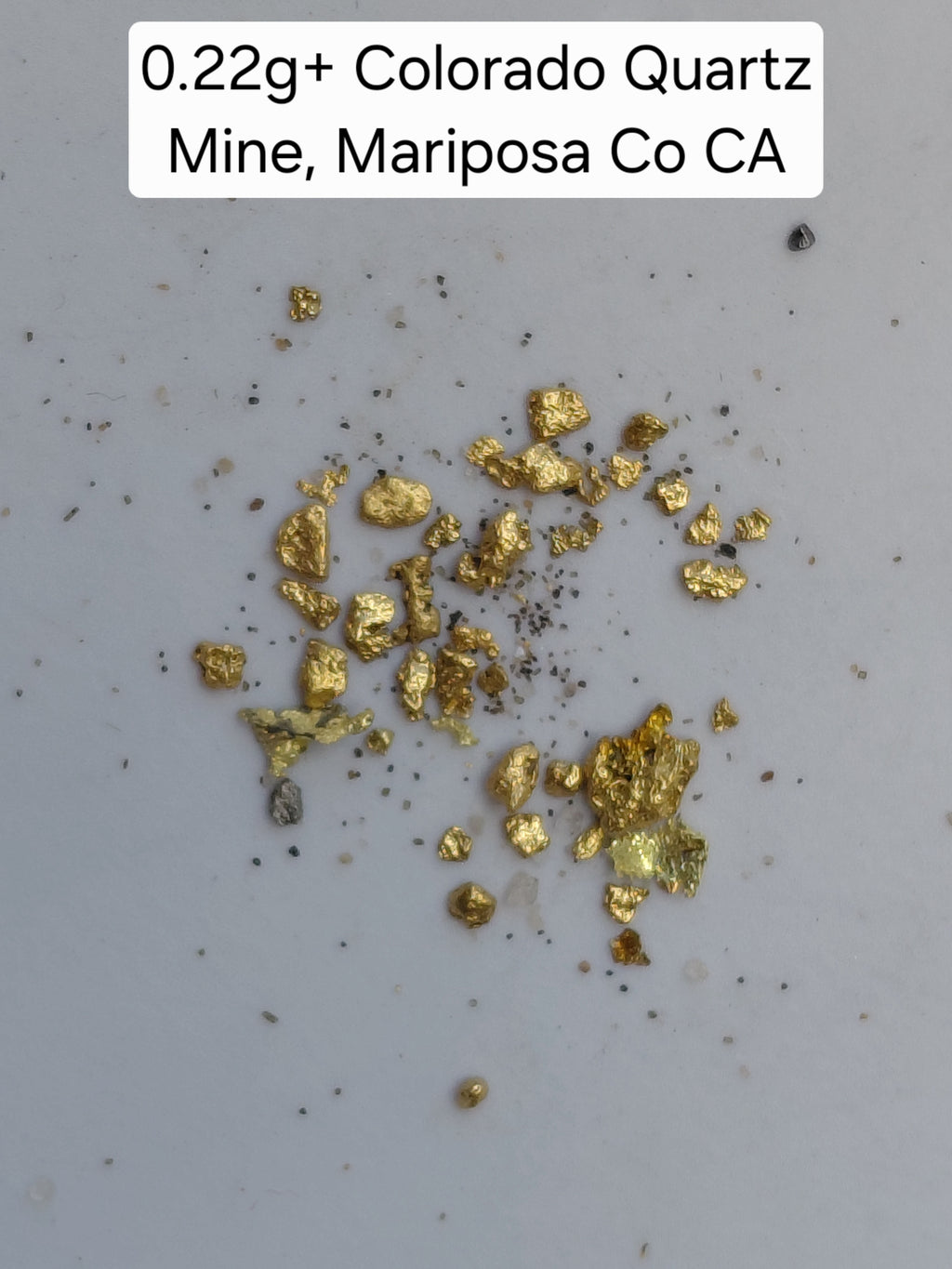 OLD SPESSIE (M1) - Guaranteed Gold Paydirt Plus One Gold Specimen
