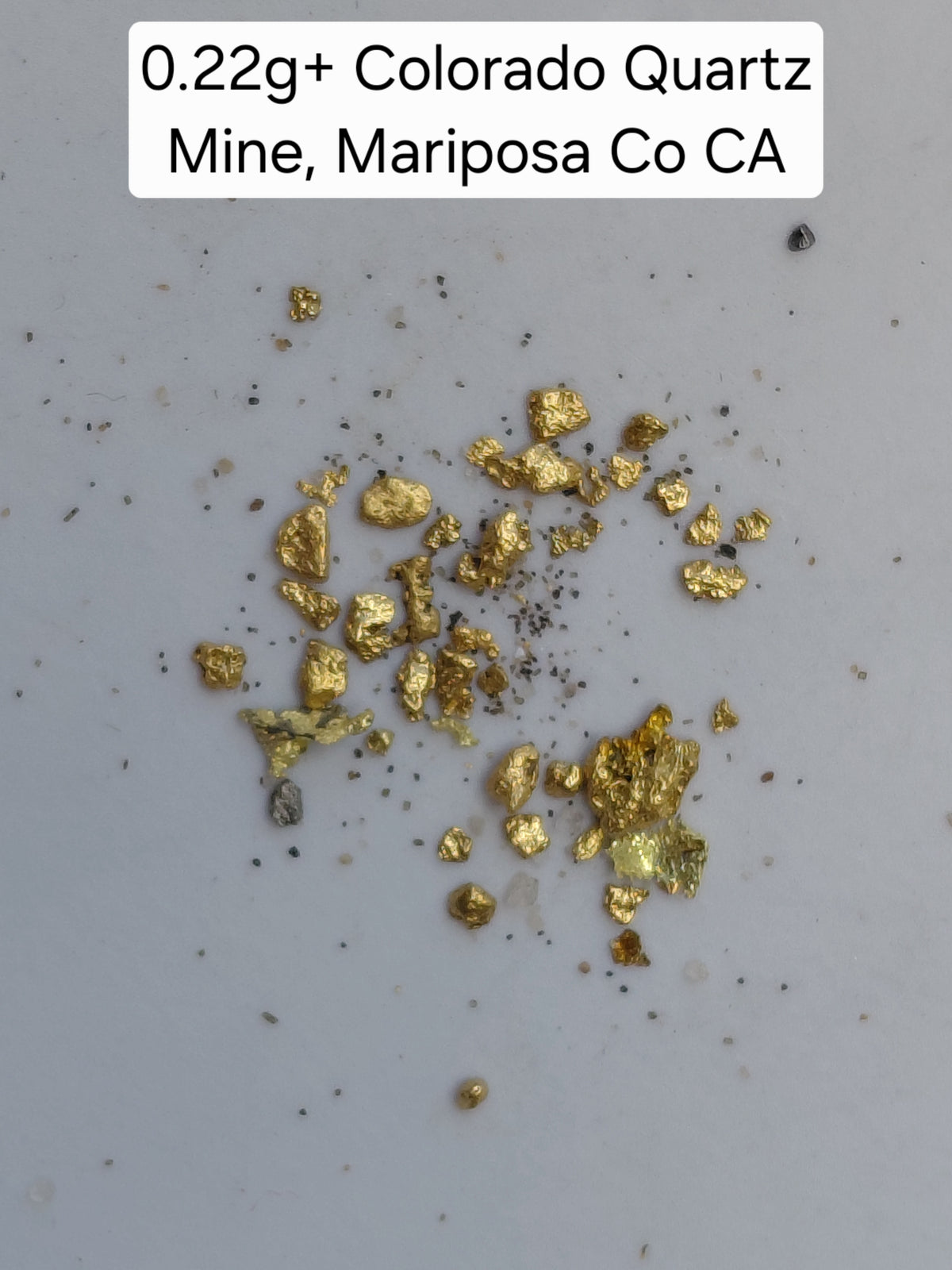 OLD SPESSIE (M1) - Guaranteed Gold Paydirt Plus One Gold Specimen