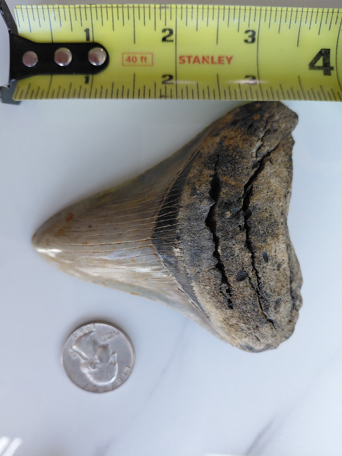 3.5 inch Megalodon tooth