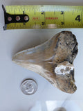 3.5 inch Megalodon tooth